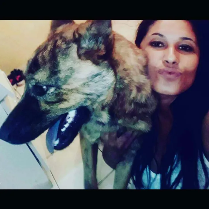 Cachorro ra a mistura de show show com pasto idade 7 a 11 meses nome Thor
