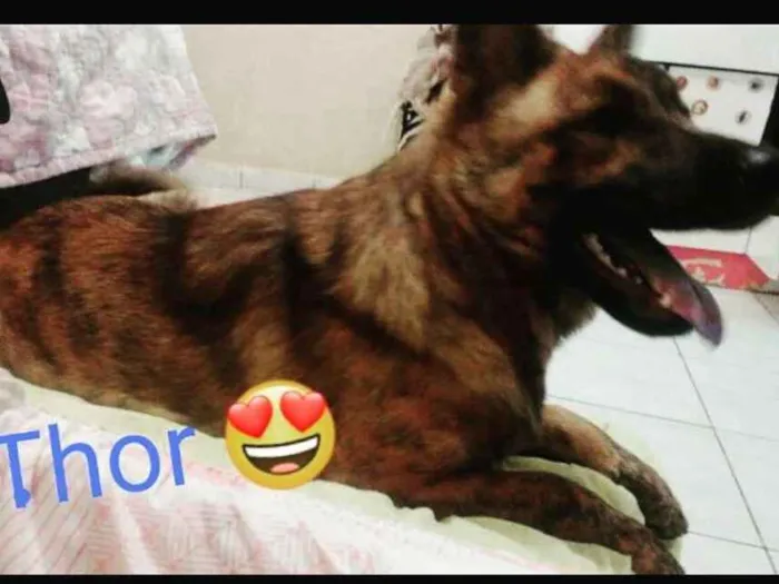 Cachorro ra a mistura de show show com pasto idade 7 a 11 meses nome Thor