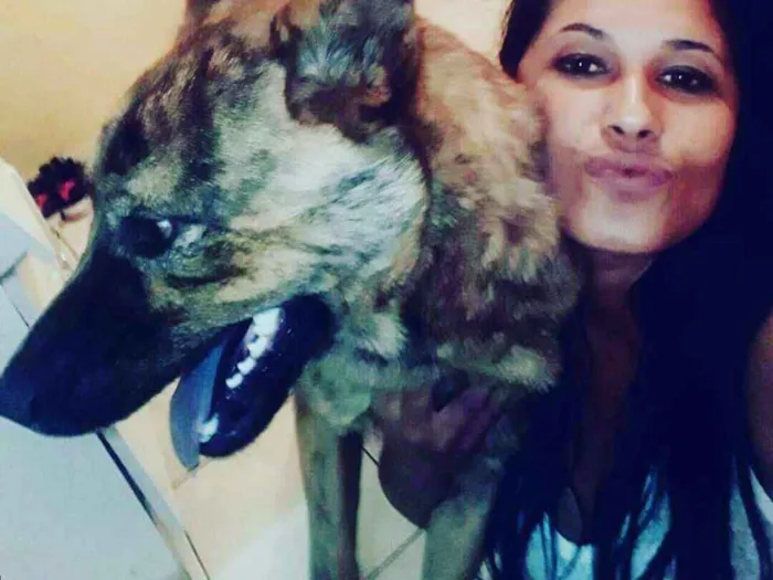 Cachorro ra a mistura de show show com pasto idade 7 a 11 meses nome Thor