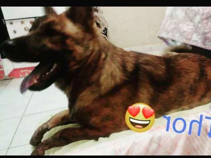 Cachorro ra a mistura de show show com pasto idade 7 a 11 meses nome Thor