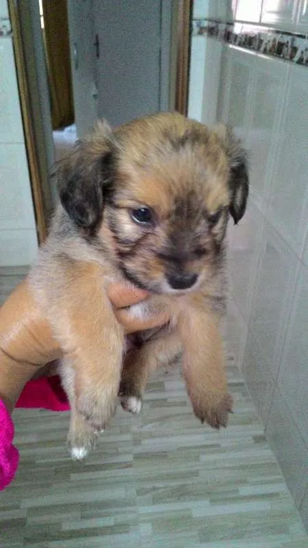 Cachorro raça raça nao definida idade Abaixo de 2 meses nome filhote
