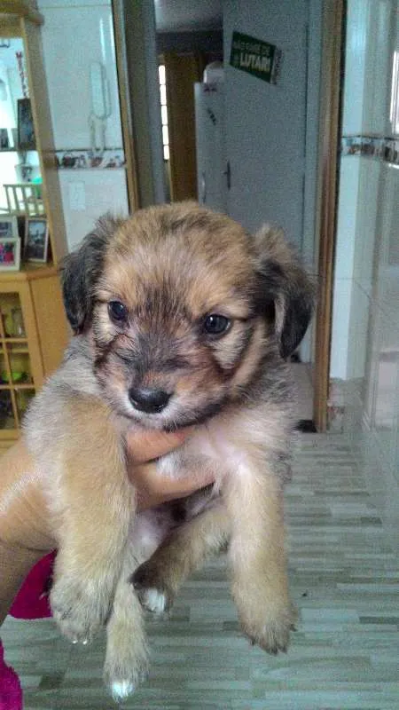 Cachorro raça raça nao definida idade Abaixo de 2 meses nome filhote