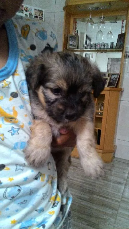 Cachorro raça raça nao definida idade Abaixo de 2 meses nome filhote