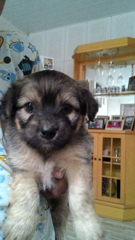 Cachorro raça raça nao definida idade Abaixo de 2 meses nome filhote