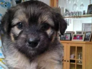 Cachorro raça raça nao definida idade Abaixo de 2 meses nome filhote