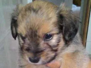 Cachorro raça raça nao definida idade Abaixo de 2 meses nome filhote
