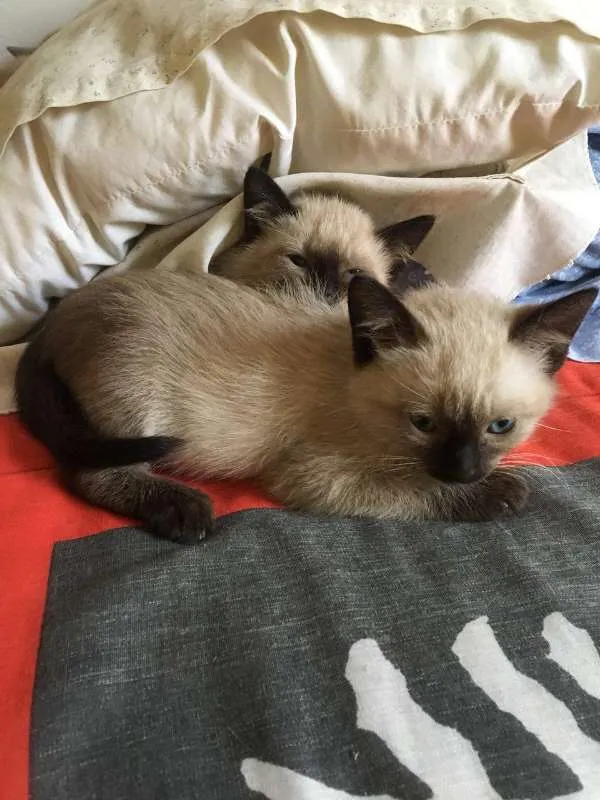 Gato ra a sem raça definida idade 2 a 6 meses nome Filhotes de gato
