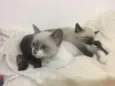Filhotes de gato