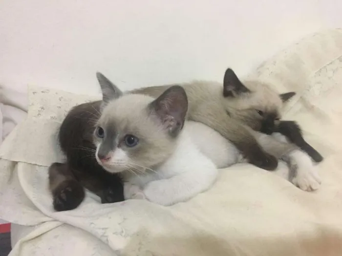 Gato ra a sem raça definida idade 2 a 6 meses nome Filhotes de gato