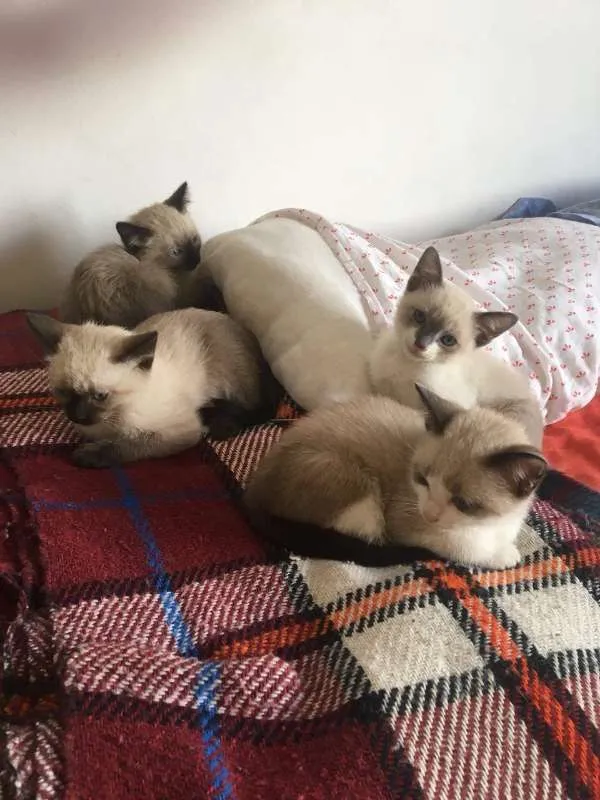 Gato ra a sem raça definida idade 2 a 6 meses nome Filhotes de gato