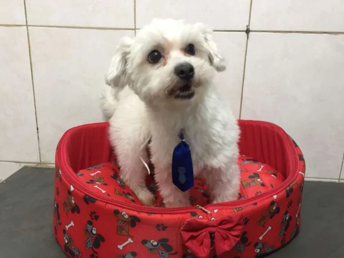 Cachorro ra a srd idade 4 anos nome Nick