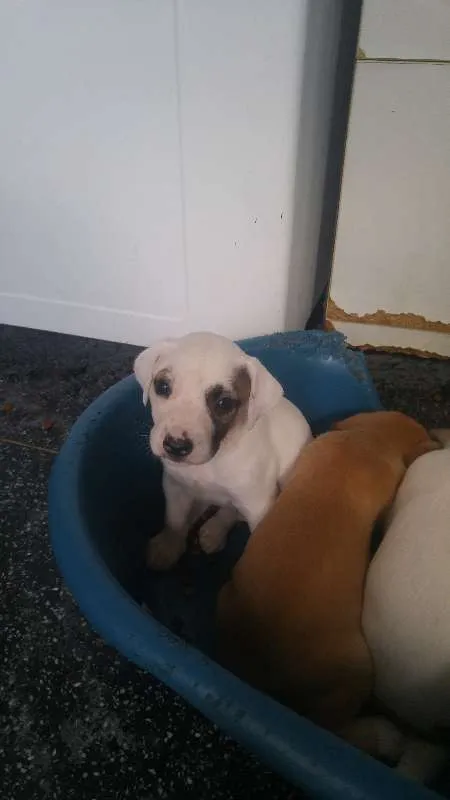Cachorro ra a SRD idade Abaixo de 2 meses nome Sem nome ainda