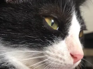 Gato raça Sem raça  idade 1 ano nome Poseidon 