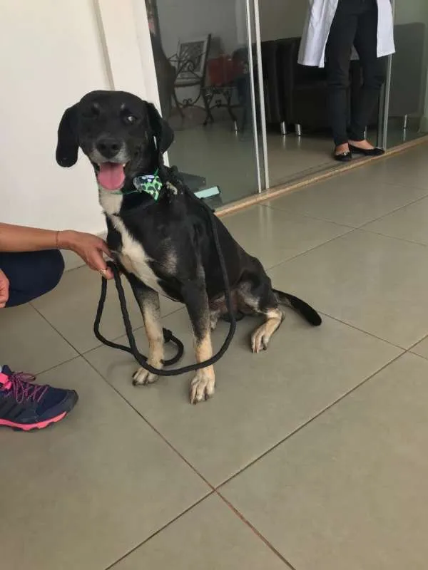Cachorro ra a SRD idade 5 anos nome Sem nome
