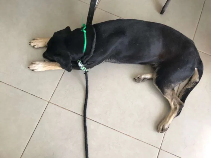 Cachorro ra a SRD idade 5 anos nome Sem nome