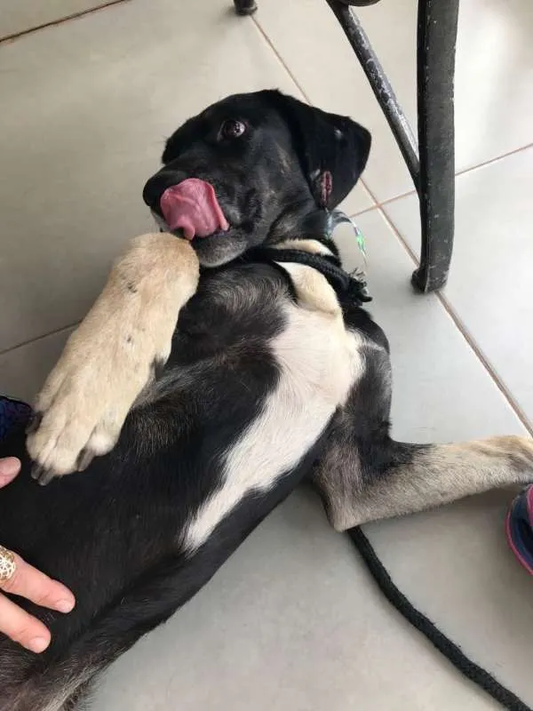 Cachorro ra a SRD idade 5 anos nome Sem nome