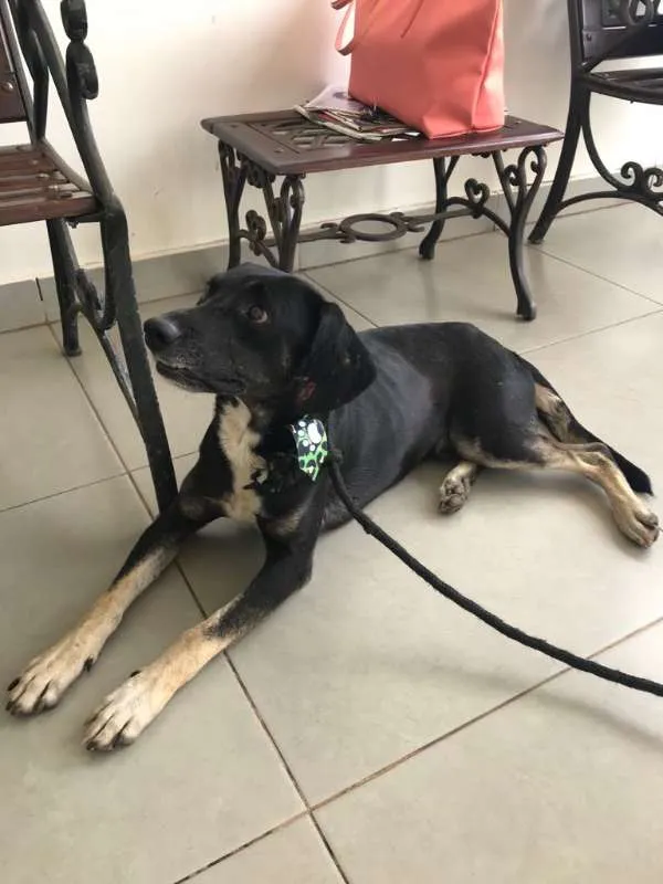 Cachorro ra a SRD idade 5 anos nome Sem nome