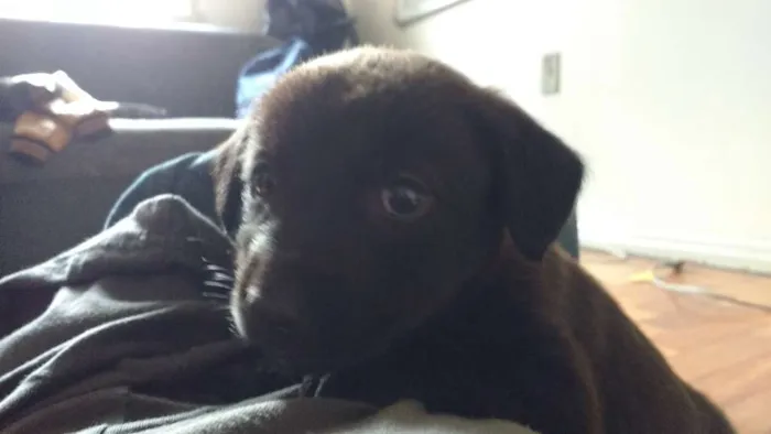 Cachorro ra a  idade 2 a 6 meses nome Atena