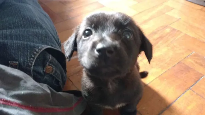 Cachorro ra a  idade 2 a 6 meses nome Atena