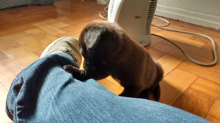 Cachorro ra a  idade 2 a 6 meses nome Atena
