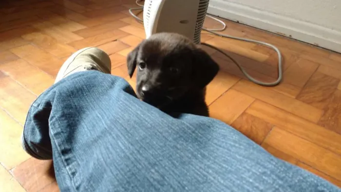 Cachorro ra a  idade 2 a 6 meses nome Atena