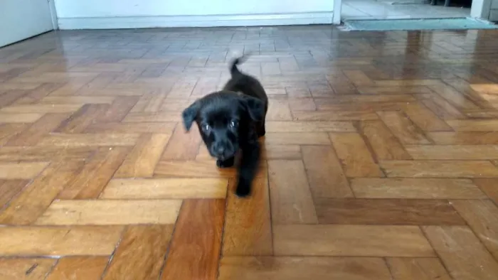 Cachorro ra a  idade 2 a 6 meses nome Atena