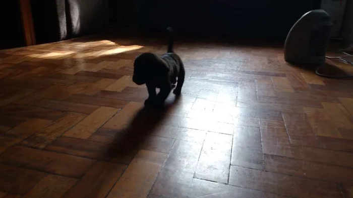 Cachorro ra a  idade 2 a 6 meses nome Atena
