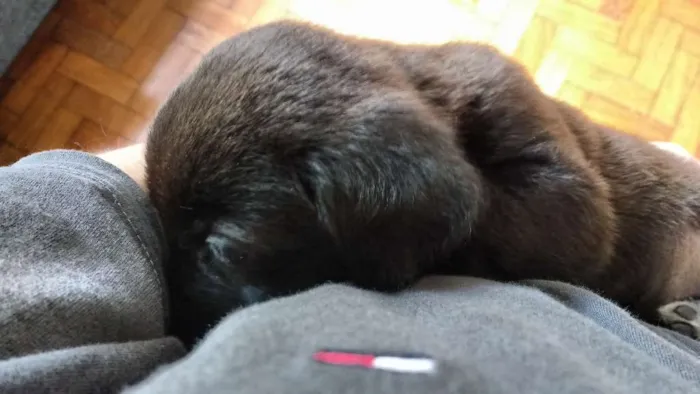 Cachorro ra a  idade 2 a 6 meses nome Atena