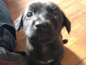 Cachorro raça  idade 2 a 6 meses nome Atena
