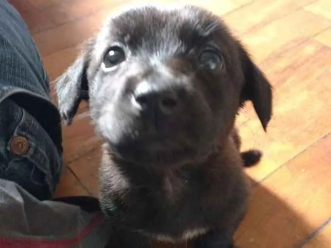 Cachorro ra a  idade 2 a 6 meses nome Atena
