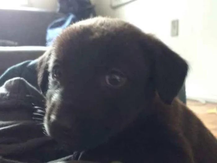 Cachorro ra a  idade 2 a 6 meses nome Atena