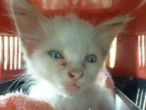 Gato raça  idade Abaixo de 2 meses nome Branquinha