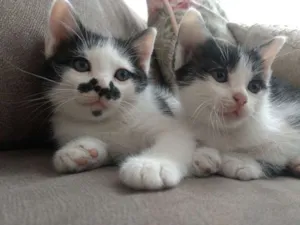 Gato raça Srd idade 2 a 6 meses nome Gatinhas 