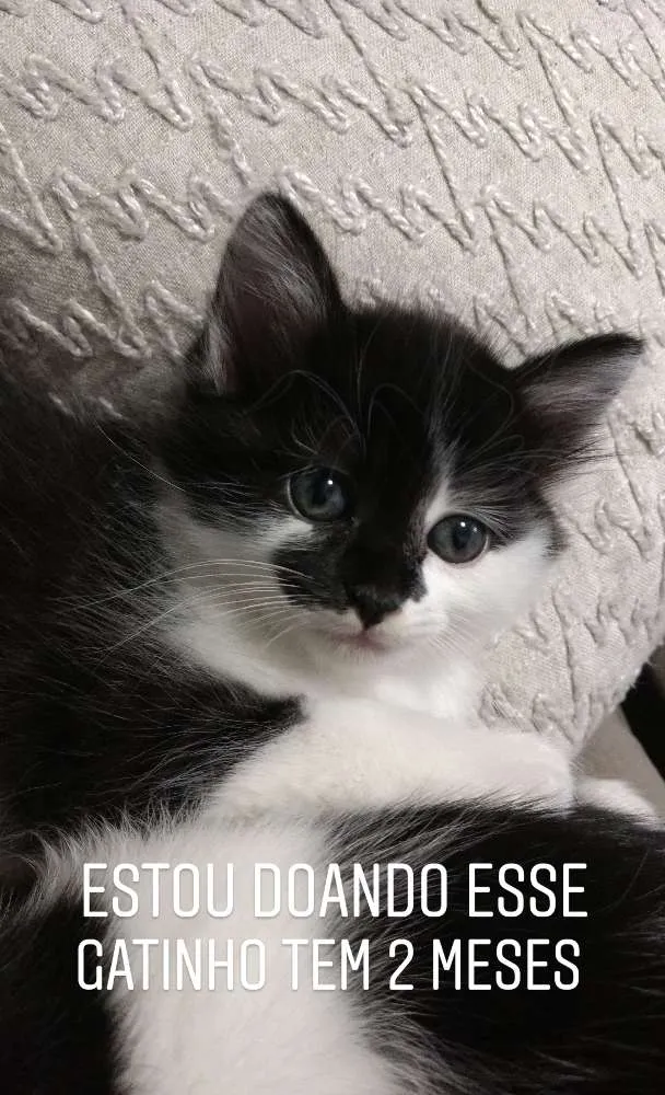 Gato raça Srd idade 2 a 6 meses nome Gatinhas 