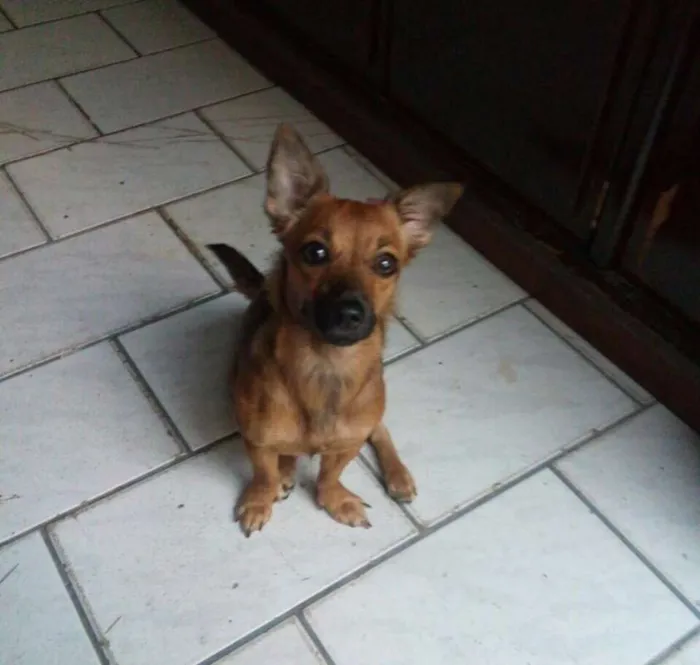 Cachorro raça vira-lata idade 1 ano nome Judith