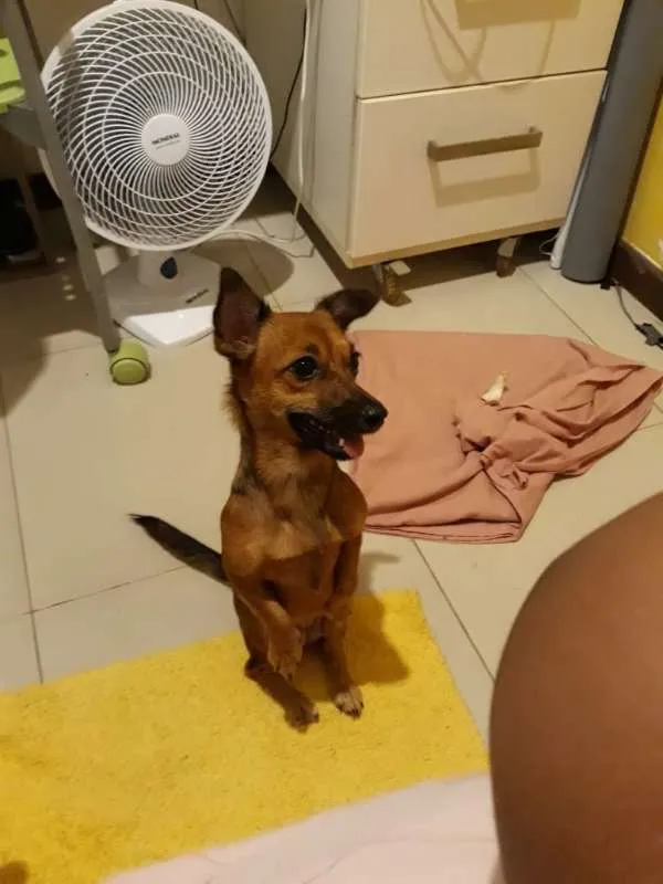Cachorro raça vira-lata idade 1 ano nome Judith