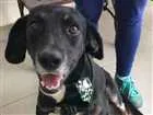 Cachorro raça SRD idade 5 anos nome Sem nome