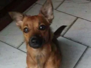 Cachorro raça vira-lata idade 1 ano nome Judith