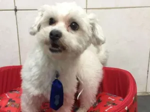 Cachorro raça srd idade 4 anos nome Nick