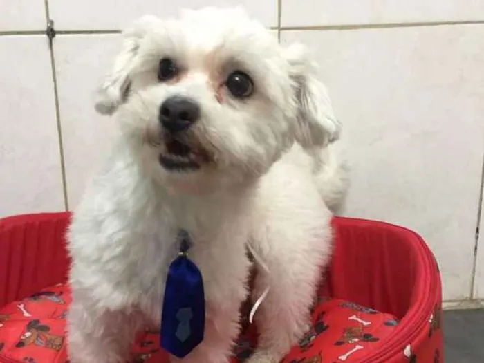 Cachorro ra a srd idade 4 anos nome Nick