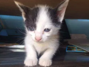 Gato raça  idade Abaixo de 2 meses nome Filhotes fofos