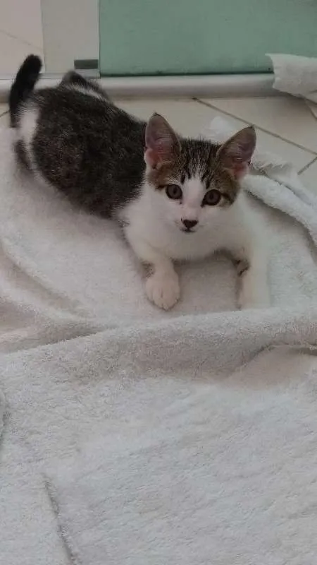 Gato ra a  idade 2 a 6 meses nome Mustafá