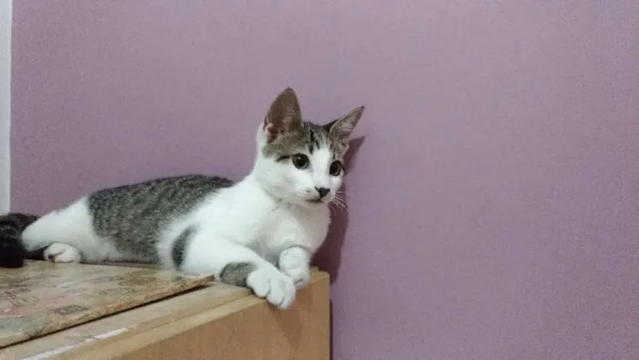 Gato ra a  idade 2 a 6 meses nome Mustafá