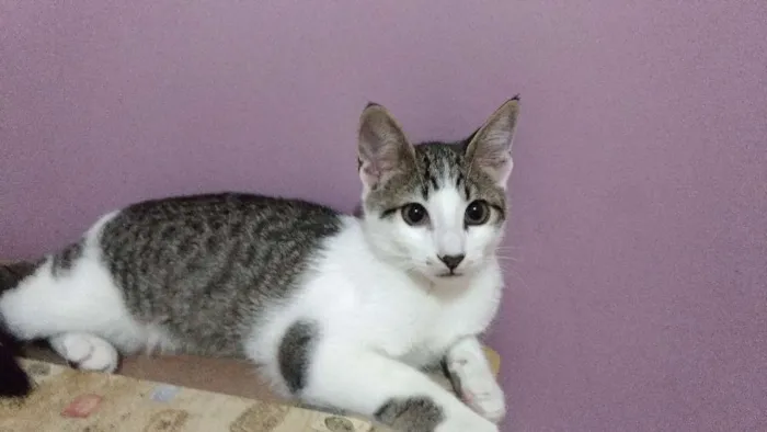 Gato ra a  idade 2 a 6 meses nome Mustafá