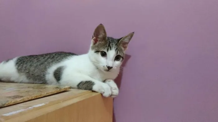 Gato ra a  idade 2 a 6 meses nome Mustafá