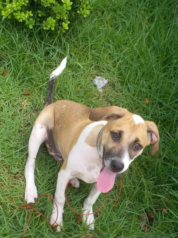Cachorro ra a  idade 2 a 6 meses nome GIGANTE