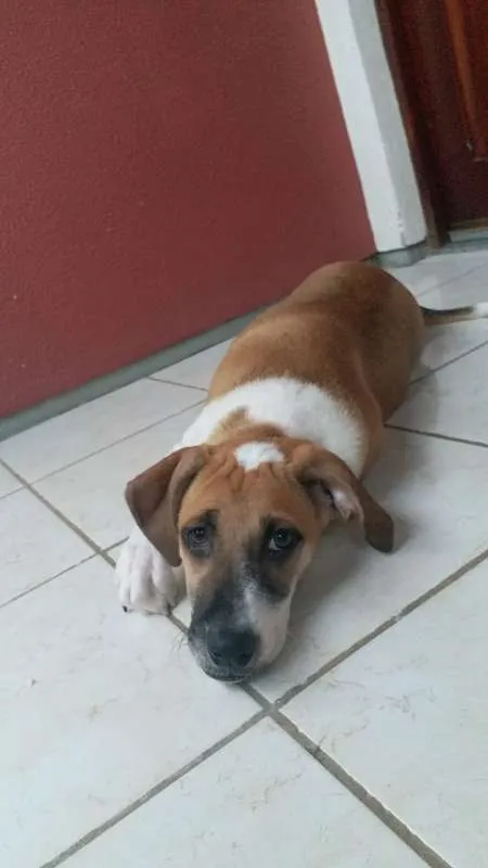 Cachorro ra a  idade 2 a 6 meses nome GIGANTE