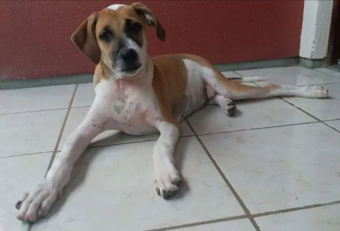 Cachorro ra a  idade 2 a 6 meses nome GIGANTE