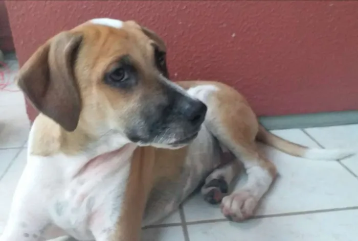 Cachorro ra a  idade 2 a 6 meses nome GIGANTE