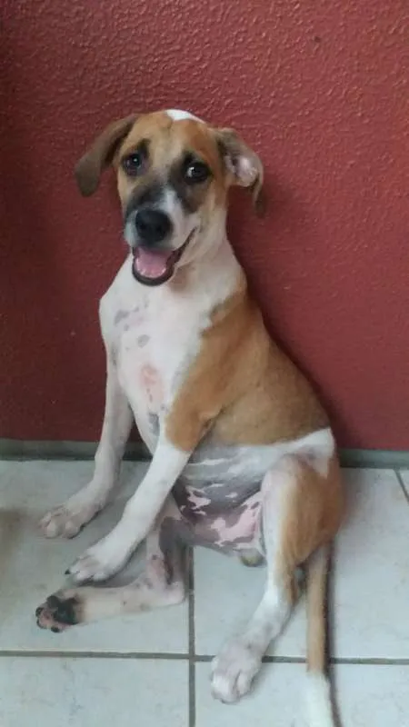 Cachorro ra a  idade 2 a 6 meses nome GIGANTE